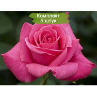Комплект 5шт  / Роза Каприз дэ Мейян(чайно-гибридная)