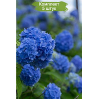 Комплект 5шт / Гортензия Мэджикал Дэйдрим (Magical Daydream) (крупнолистная)