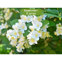 Комплект 5шт  / Чубушник Бейли Карзел